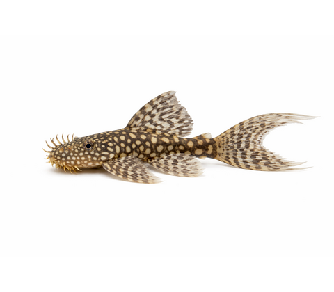 Longfin Ancistrus - Ancistrus sp. "Longfin"