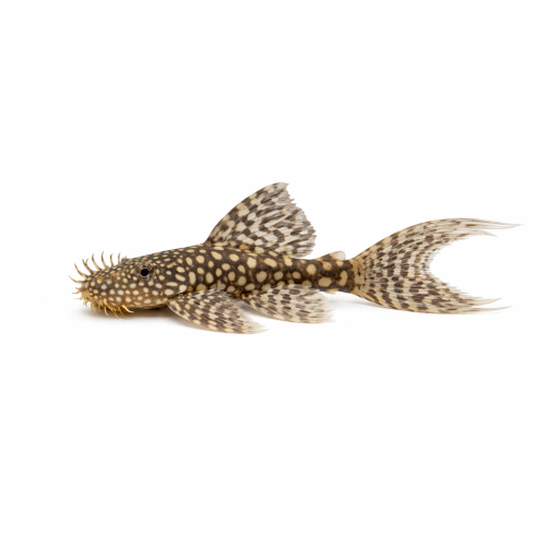 Longfin Ancistrus - Ancistrus sp. "Longfin"