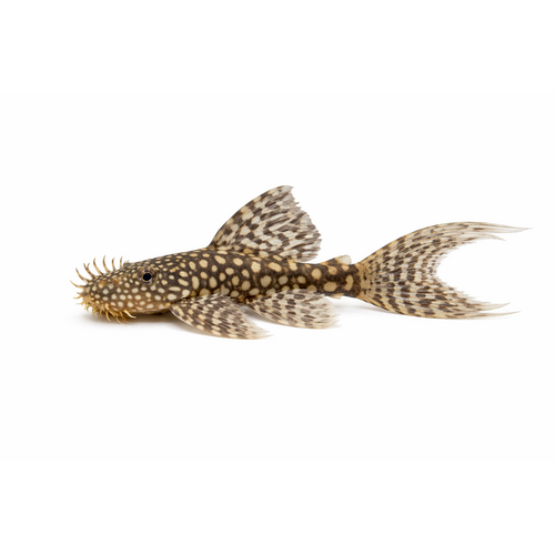Longfin Ancistrus - Ancistrus sp. "Longfin"