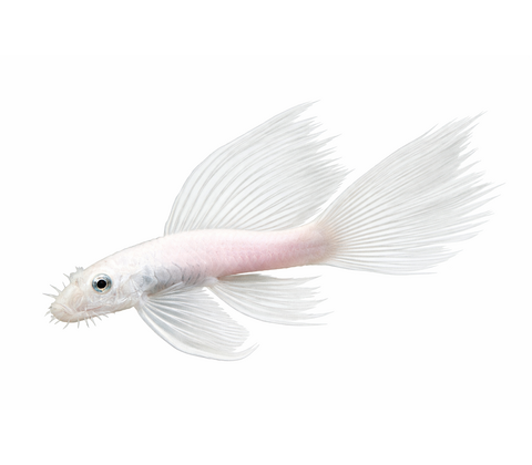 Snow White Longfin Ancistrus - Ancistrus sp. "Snow White Longfin"