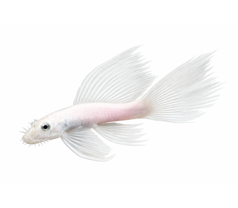 Ancistrus white longfin - Ancistrus sp.