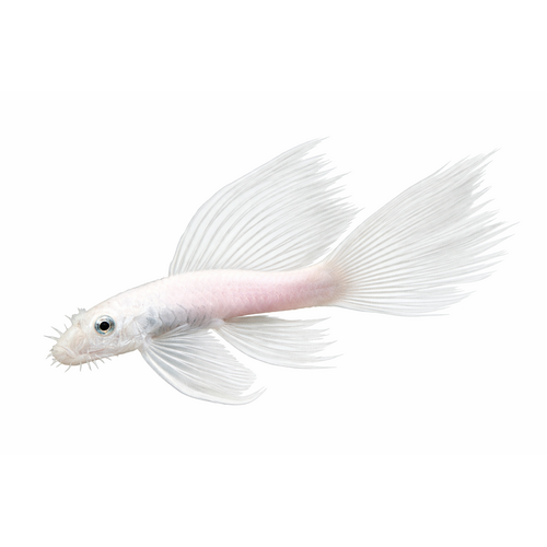 Snow White Longfin Ancistrus - Ancistrus sp. "Snow White Longfin"