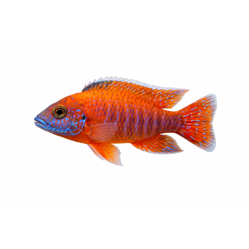 Aulonocara OB Red - Aulonocara Sp. "OB RED"