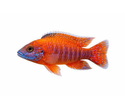 Aulonocara OB Red - Aulonocara Sp. "OB RED"