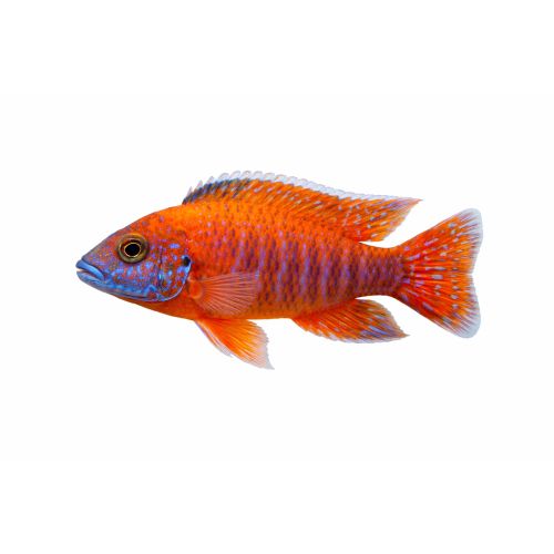 Aulonocara OB Red - Aulonocara Sp. OB RED