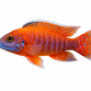 Aulonocara OB Red - Aulonocara Sp. "OB RED"