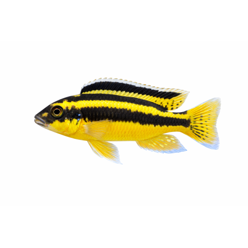 Auratus - Melanochromis auratus