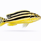 Auratus - Melanochromis auratus