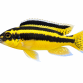 Auratus - Melanochromis auratus