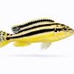 Auratus - Melanochromis auratus