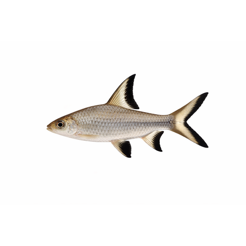Bali Haj - Balantiocheilos melanopterus