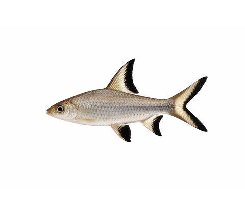 Bali Haj - Balantiocheilos melanopterus