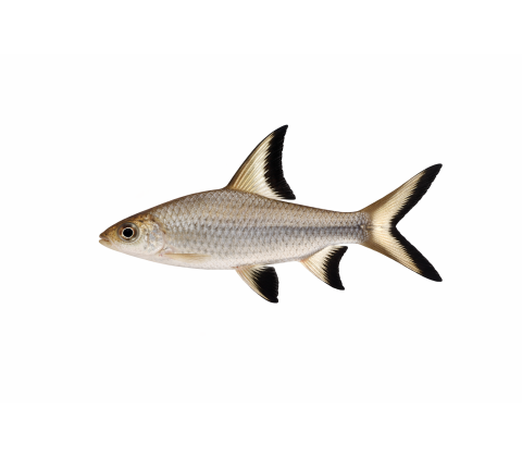 Bali Haj - Balantiocheilos melanopterus