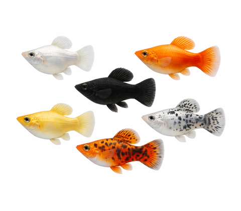 Ballon Molly - Poecilia sphenops (Ballon-variant)