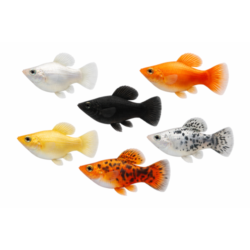 Ballon Molly - Poecilia sphenops (Ballon-variant)