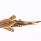 Banjomalle - Bunocephalus coracoideus