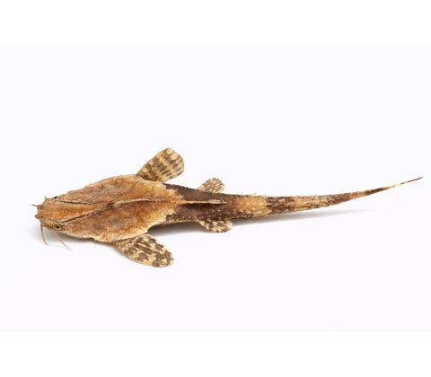 Banjomalle - Bunocephalus coracoideus