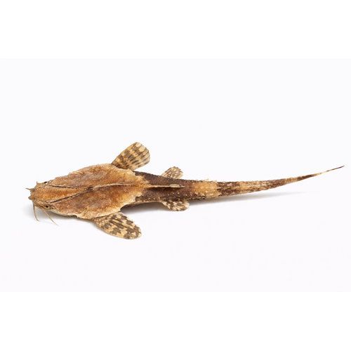 Banjomalle - Bunocephalus coracoideus