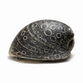 Batman Snegl - Neritina auriculata / Neriperon auriculata