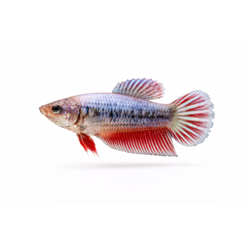 Kampfisk HUN - Betta splendens