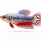 Kampfisk HUN - Betta splendens