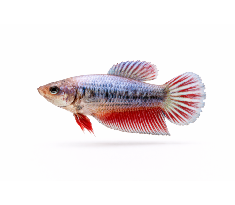 Kampfisk HUN - Betta splendens