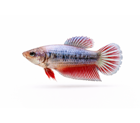 Kampfisk HUN - Betta splendens
