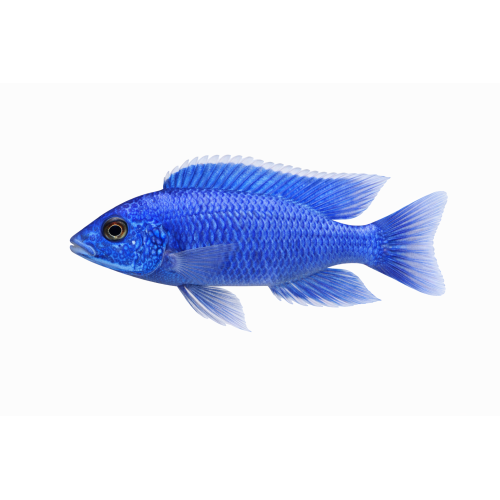 Blå Ahli - Sciaenochromis fryeri