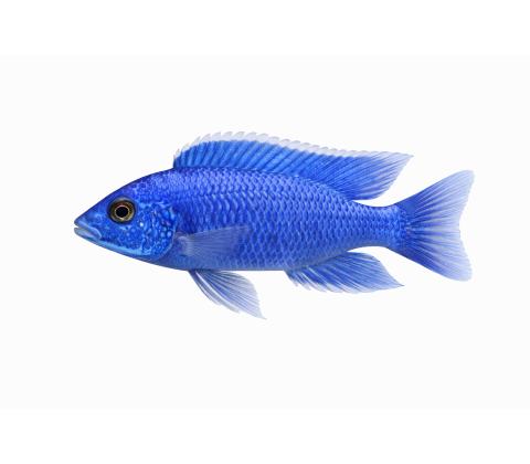 Blå Ahli - Sciaenochromis fryeri