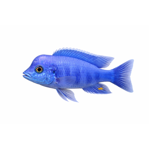 Blå Delfin - Cyrtocara moorii