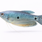 Blå Gurami - Trichopodus trichopterus / Trichogaster trichopterus