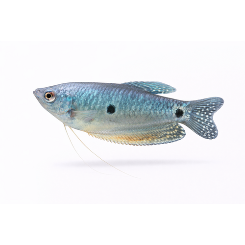 Blå Gurami - Trichopodus trichopterus / Trichogaster trichopterus