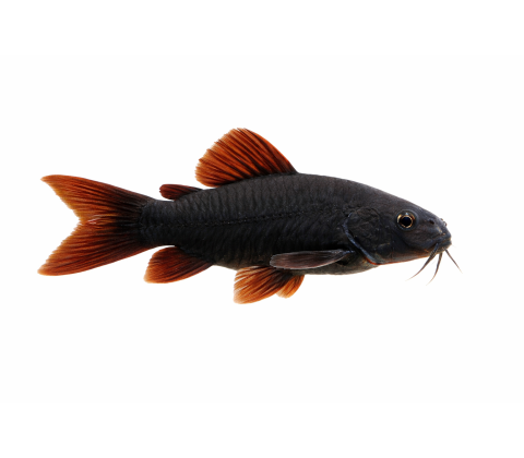 Black Venezuela Pansermalle - Corydoras schultzei "Black Venezuela"