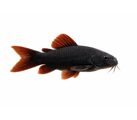 Black Venezuela Pansermalle - Corydoras schultzei "Black Venezuela"