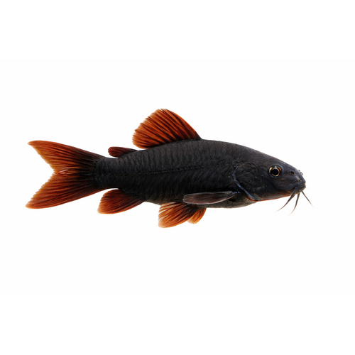 Black Venezuela Pansermalle - Corydoras schultzei "Black Venezuela"