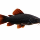 Black Venezuela Pansermalle - Corydoras schultzei "Black Venezuela"