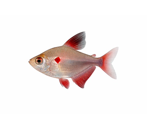Blødende Hjerte Tetra - Hyphessobrycon erythrostigma