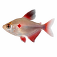 Blødende Hjerte Tetra - Hyphessobrycon erythrostigma