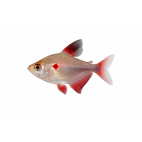 Blødende Hjerte Tetra - Hyphessobrycon erythrostigma