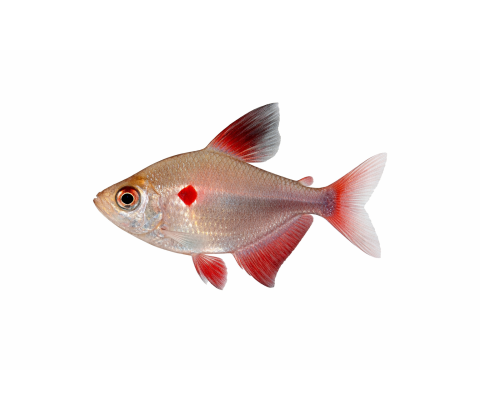 Blødende Hjerte Tetra - Hyphessobrycon erythrostigma