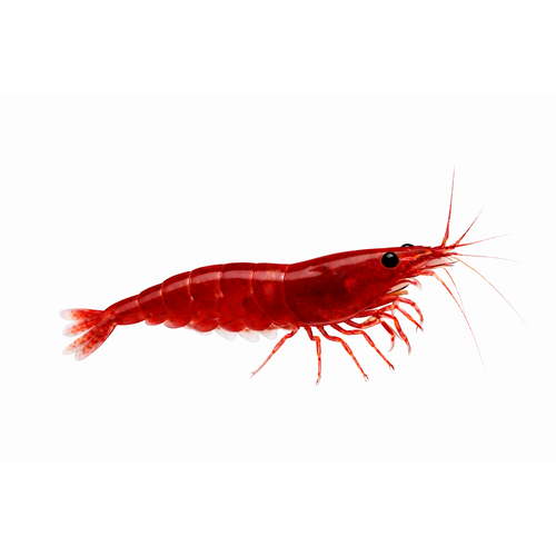 Bloody Mary Reje - Neocaridina davidi