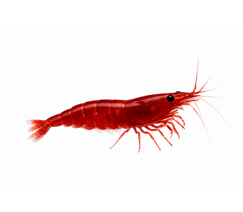 Bloody Mary Reje - Neocaridina davidi