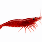 Bloody Mary Reje - Neocaridina davidi
