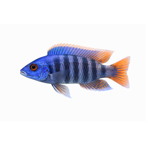 Blue Peacock - Aulonocara Sp. Blue