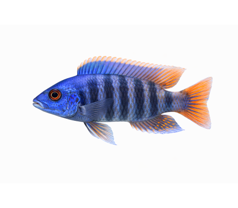 Blue Peacock - Aulonocara Sp. Blue