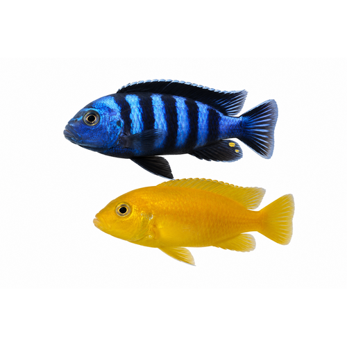 Salousi mbuna - Pseudotropheus saulosi