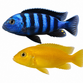 Salousi mbuna - Pseudotropheus saulosi