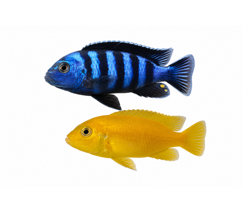 Salousi mbuna - Pseudotropheus saulosi