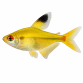 Citron Tetra - Hyphessobrycon pulchripinnis