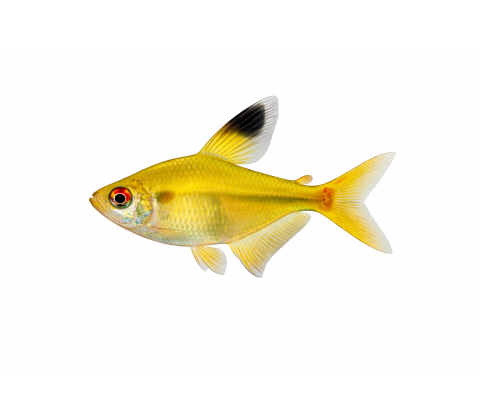 Citron Tetra - Hyphessobrycon pulchripinnis